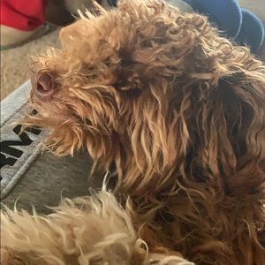 Meet your Posher, Molly